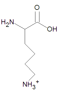 Lysine stick figure.jpg