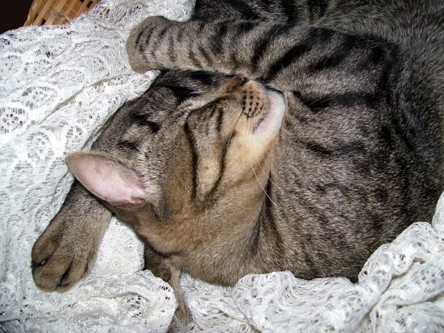 File:Cat sleeping1.jpg