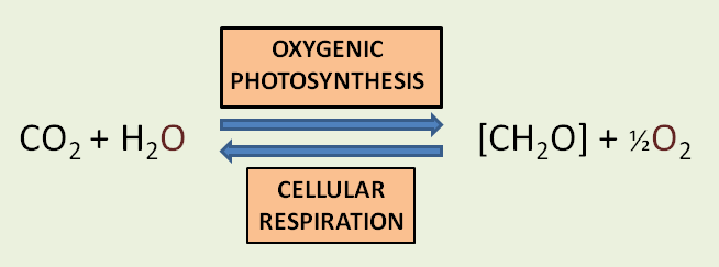File:Oxygenic photosynthesis & cellular respiration.png