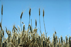 A mature wheat field