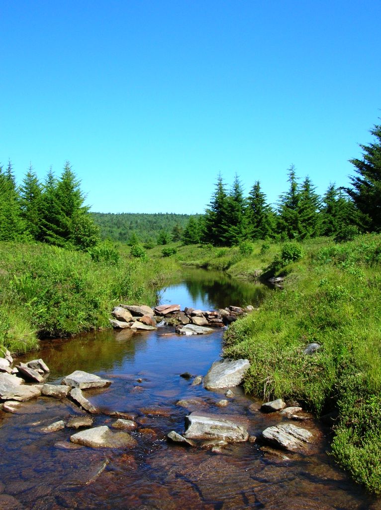 Upper Red Creek area of Dolly Sods Wilderness