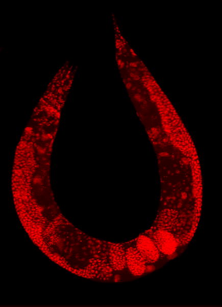 File:Nematode with stained nuclei.jpg