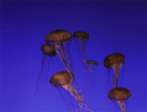 File:Jellyfish.gif