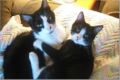 Domestic short hair "Tuxedo" cats (Right: 19 yrs, 9 months old; Left: 5 months old)