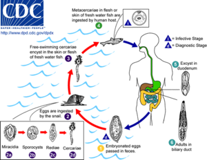 Clonorchis sinensis LifeCycle.png