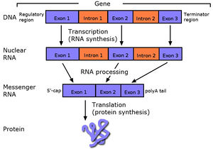 Diagram showing how DNA is translated into proteins by splicing off introns.