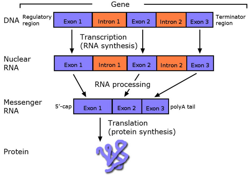 File:DNA splicing introns off to make proteins.jpg