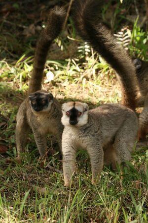 Red fronted lemurs.jpg