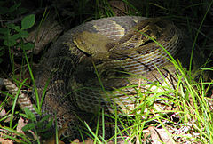 Timber rattlesnake, Crotalus h. horridus