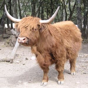 HighlandCow.01.jpg