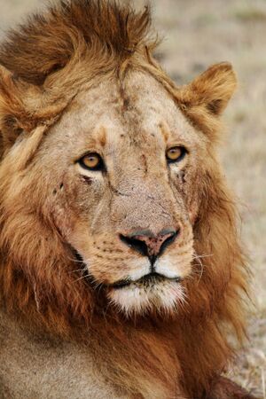 Male lion face.jpg