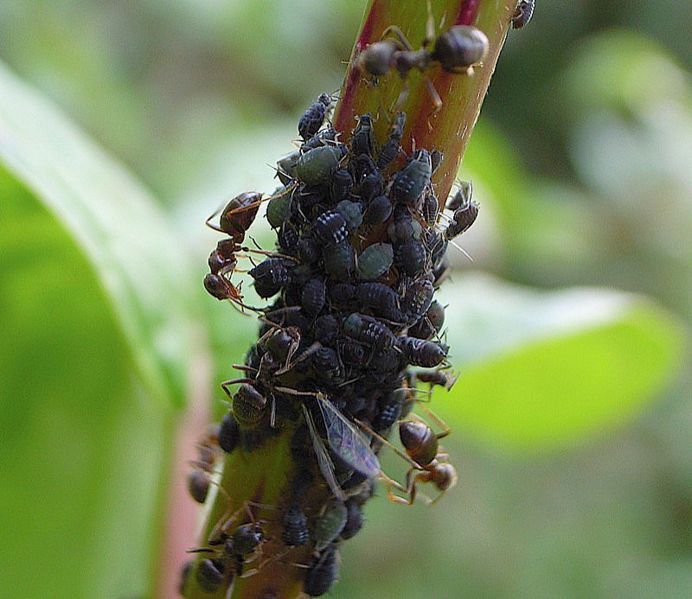 File:Ants and aphids.jpg