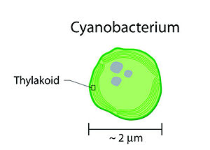 Cyanobacterium.jpg