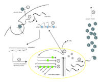 Poliovirus life cycle.png