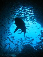 Smaller fish surround a grey nurse shark (Carcharias taurus) in an ocean reef cave.