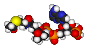Acetyl-coenzyme-A-3D-vdW.png
