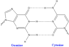 GC Watson Crick basepair.png