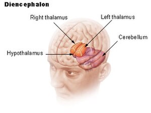 Illu diencephalon.jpg