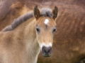 Pony foal by mother