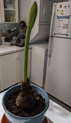 Amaryllis stalk.jpg