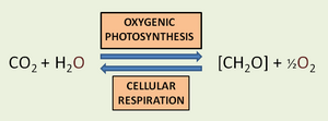 Oxygenic photosynthesis & cellular respiration.png