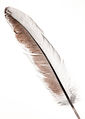 Feather