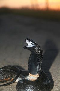 Black-necked spitting cobra