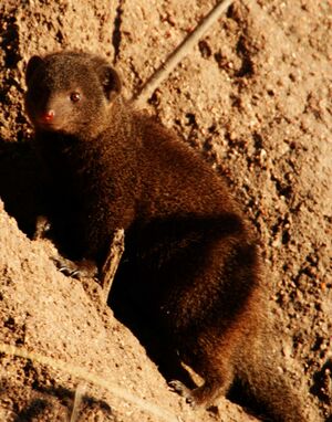 Dwarf mongoose.jpg