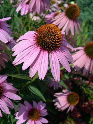 Echinacea Purpea.jpg