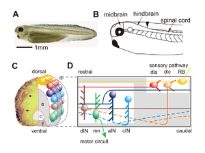 Xenopus laevis tadpole nervous system.png