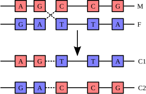 Chromosomal Recombination.svg