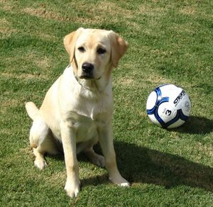 616px-FemaleYellowLabrador.jpg