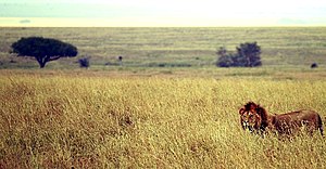 Male lion on savanna.jpg