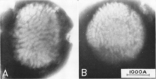 Myxoma virus