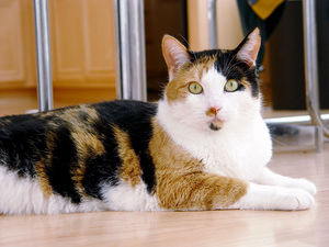 Calico cat - Phoebe.jpg