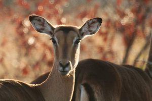 Impala ewe.jpg