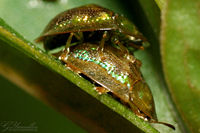Insects reproduce in countless ways. These two mating tortoise beetles give an example of internal fertilization.