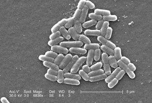 E. coli O157-H7.jpg