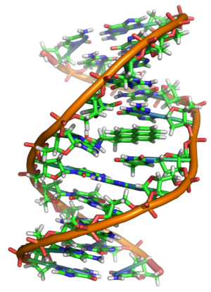 Benzopyrene DNA adduct 1JDG.png