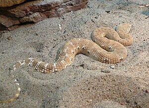 Eristicophis macmahonii (1).jpg