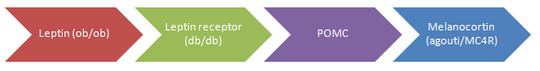 Leptin pathway2.png