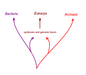 Genome fusion eukarya.gif