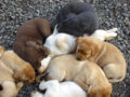 Black, chocolate, and yellow Labrador retriever puppies, including the fox red variety of yellow.