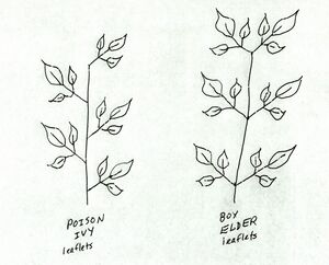Box elder poison ivy leaflet compare.jpg