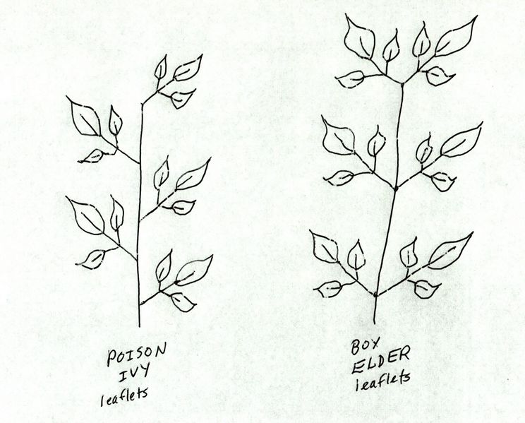 File:Box elder poison ivy leaflet compare.jpg