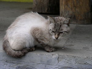 Siamese Cat Hybrid.jpg