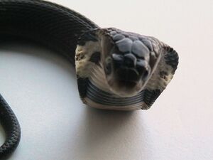 Chinese cobra (3).jpg