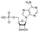 AMP chemical structure.png